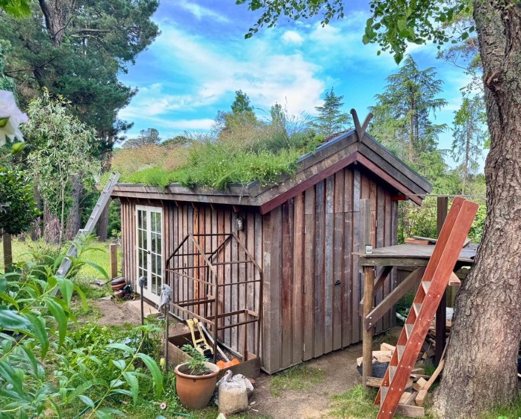 Mark Liebman’s new shed in Blackheath with its green roof