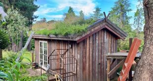 a green roof on a shed in Blackheath in the blue mountains
