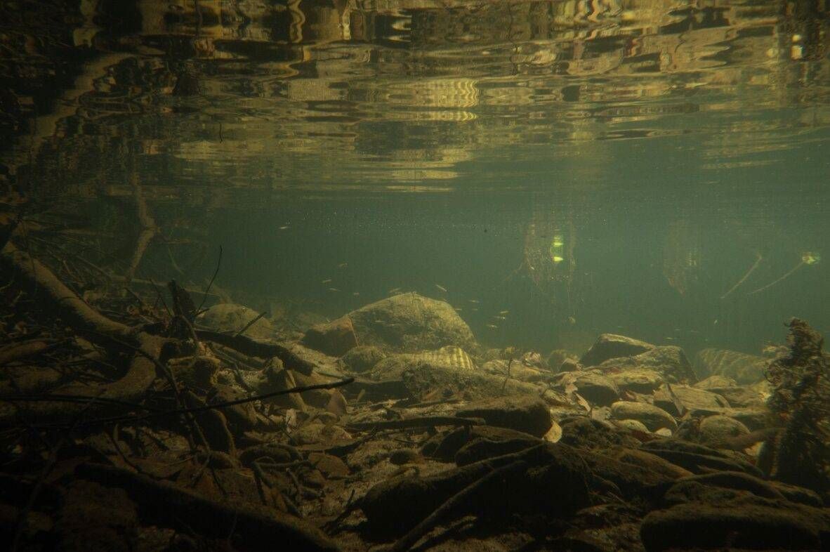 healthy creek
