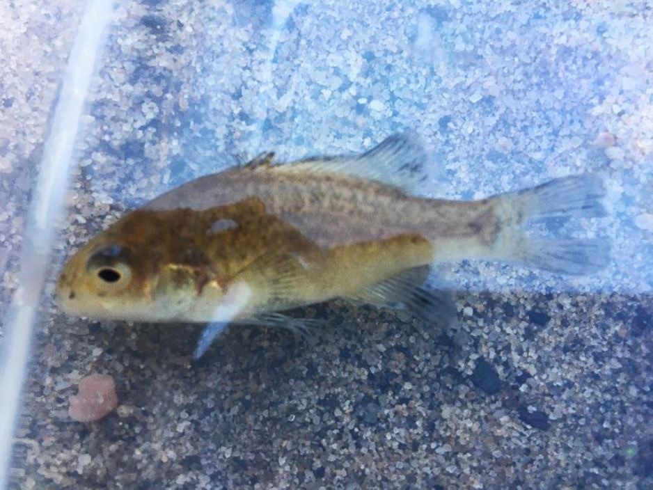 juvenile blue mountains perch