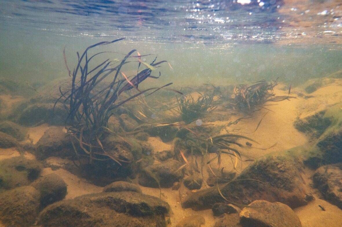 sediment on creek bed