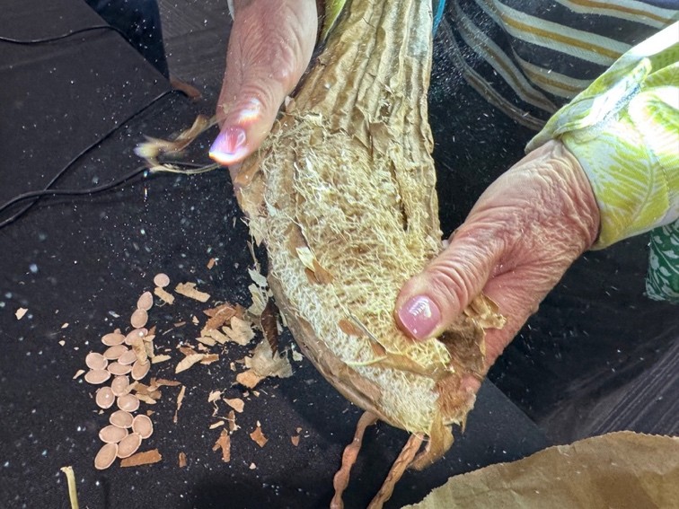 loofah seeds