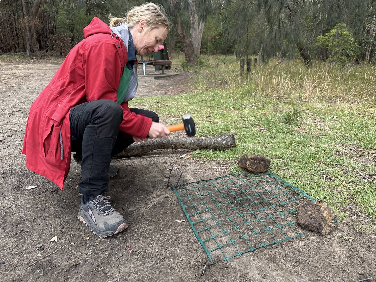 protecting turtle nests with mesh