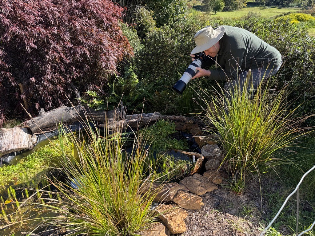 Andy Klotz photographing a Peron’s tree frog in the Planetary Health Centre pond