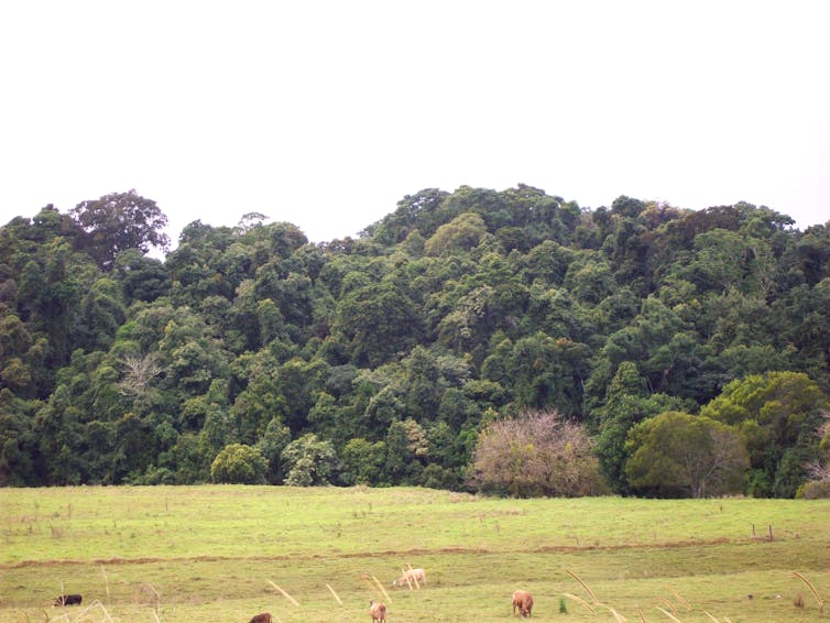 rainforest in background, cows in foreground.