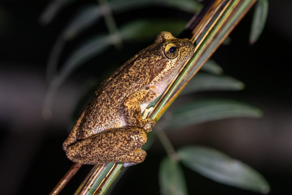 Litoria littlejohni, photographed in Woodford NSW by Andy Klotz