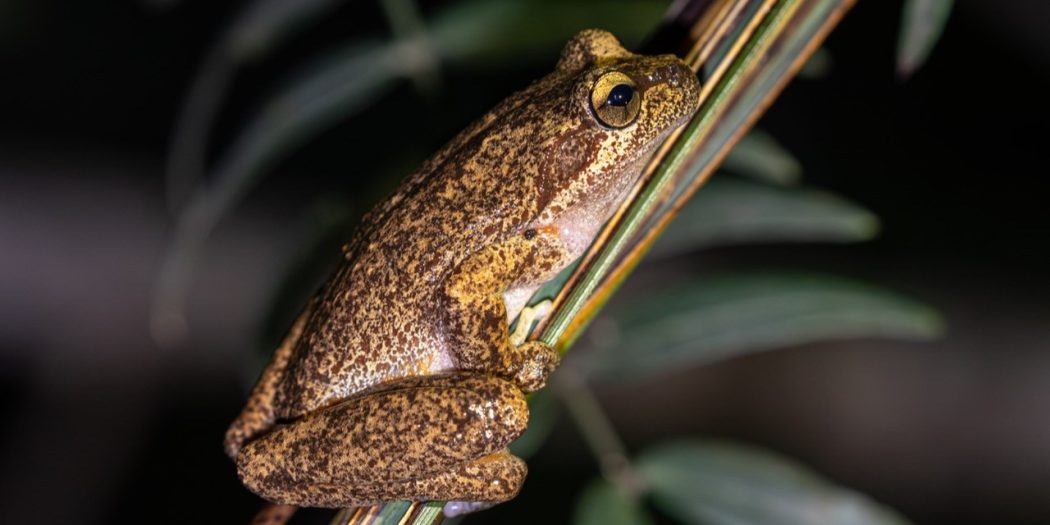 Litoria littlejohni in the Blue Mountains