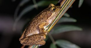 Litoria littlejohni in the Blue Mountains