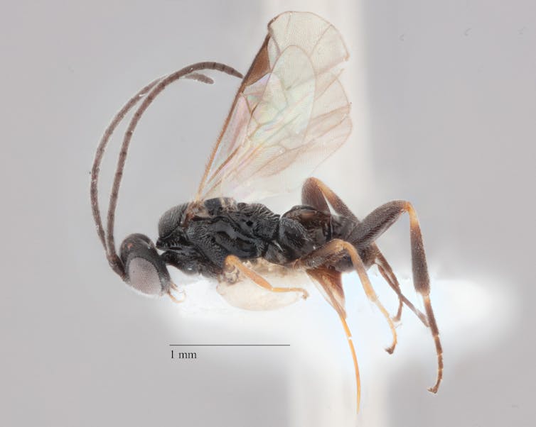 Close-up photograph of new species of wasp