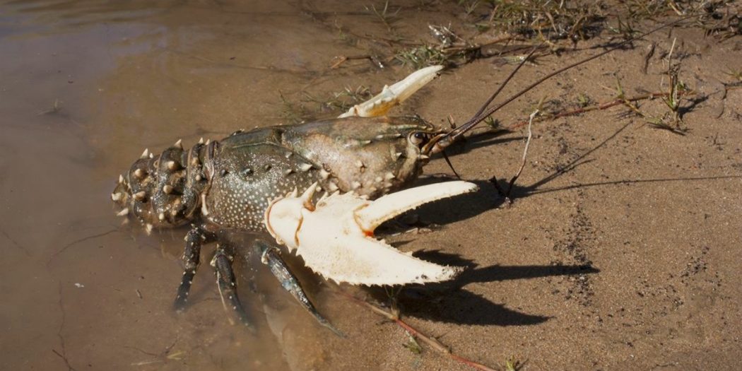 a murray crayfish