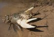 a murray crayfish