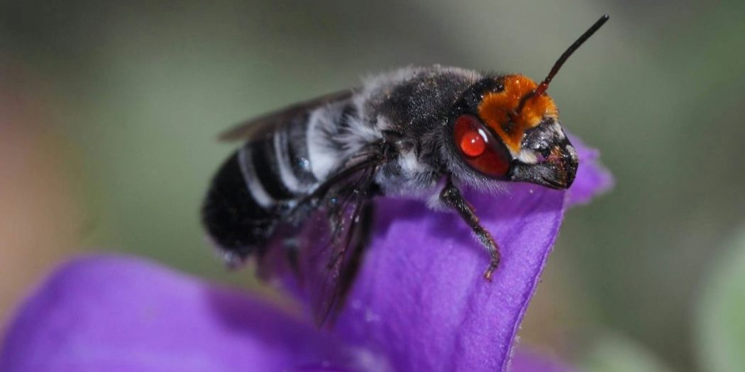 a native bee on a flower