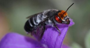 a native bee on a flower