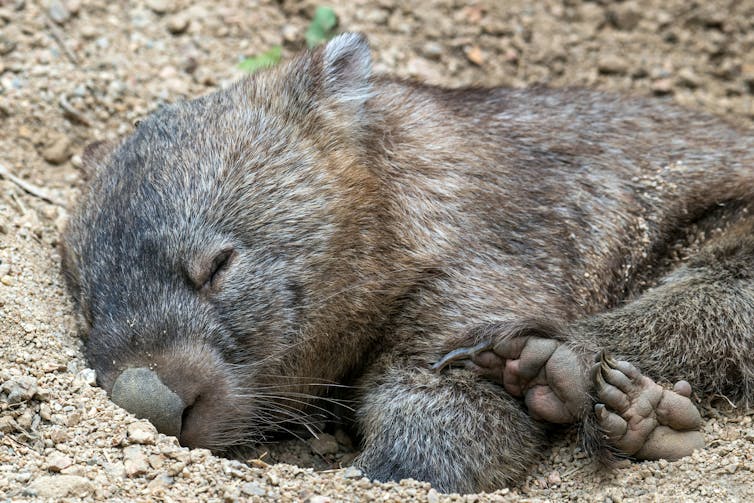 A wombat lies in